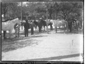 "Requisição de cavalos".