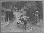 Zona de retaguarda com animais a transportarem carga.