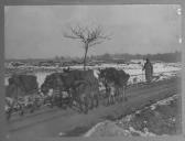 Militar com animais a carregar carga em estrada com cenário de neve.
