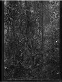 "Cuango - Indústria de borracha de trepadeiras".