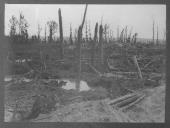 Zona de floresta com árvores destroçadas.