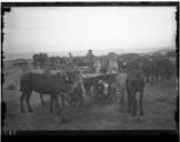 Cavalos a pastarem junto a peça de Artilharia.