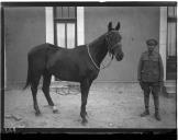 Militar com cavalo.