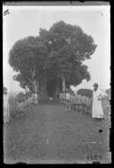 "Avenida de mangueiras na missão de S. Salvador".