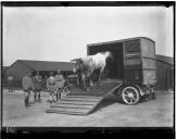 Transporte de cavalos em viatura automóvel.