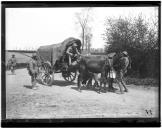 Carroça puxada por parelha de burros.