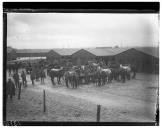 Tratamento de cavalos.