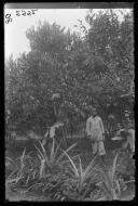 "Uma planta de café em S. Salvador".