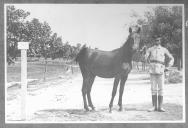 Tratador com cavalo de cor escura, identificado com o número 89.