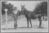 Tratador com cavalo de cor escura, identificado com o número 12.