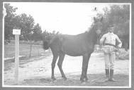 Tratador com cavalo de cor escura, identificado com o número 90.