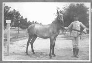 Tratador com cavalo de cor clara, identificado com o número 87.