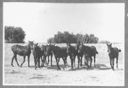 Conjunto de cavalos de cor escura.