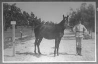 Tratador com cavalo de cor escura, identificado com o número 71.