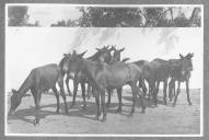 Conjunto de cavalos junto a um muro branco.