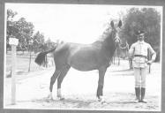 Tratador com cavalo de cor escura, identificado com o número 74.