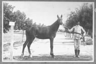 Tratador com cavalo de cor escura, identificado com o número 97.