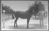 Tratador com cavalo de cor escura, identificado com o número 75.