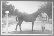 Tratador com cavalo de cor escura, identificado com o número 94.