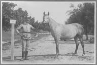 Tratador com cavalo de cor clara, identificado com o número 14.