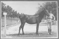 Tratador com cavalo de cor escura, identificado com o número 92.