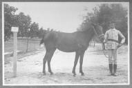 Tratador com cavalo de cor escura, identificado com o número 84.