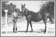 Tratador com cavalo de cor escura, identificado com o número 15.