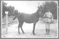 Tratador com cavalo de cor escura, identificado com o número 85.