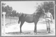 Tratador com cavalo de cor escura, identificado com o número 91.