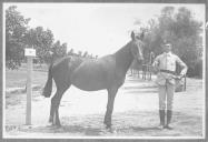 Tratador com cavalo de cor escura, identificado com o número 76.