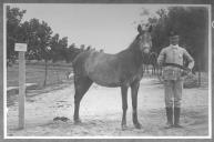 Tratador com cavalo de cor escura, identificado com o número 83.