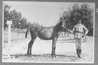 Tratador com cavalo de cor escura, identificado com o número 99.