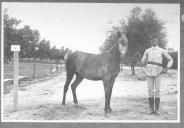 Tratador com cavalo de cor escura, identificado com o número 82.