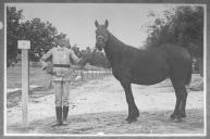 Tratador com cavalo de cor escura, identificado com o número 33.