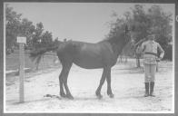 Tratador com cavalo de cor escura, identificado com o número 65.