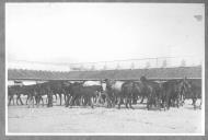 Cavalos junto a estábulo.