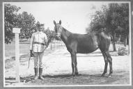 Tratador com cavalo de cor escura, identificado com o número 99.