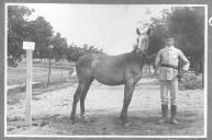 Tratador com cavalo de cor escura, identificado com o número 102.