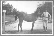 Tratador com cavalo de cor escura, identificado com o número 95.