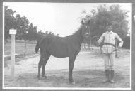 Tratador com cavalo de cor escura, identificado com o número 88.