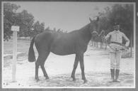 Tratador com cavalo de cor escura, identificado com o número 77.