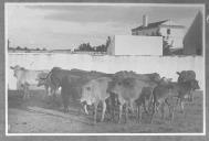 Manada de bovinos de cor escura e clara.