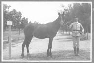 Tratador com cavalo de cor escura, identificado com o número 72.