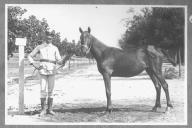 Tratador com cavalo de cor escura, identificado com o número 101.