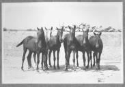 Conjunto de cavalos de cor escura.