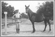 Tratador com cavalo de cor escura, identificado com o número 18.