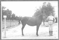 Tratador com cavalo de cor escura, identificado com o número 66.