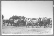 Conjunto de cavalos de cor escura e clara.