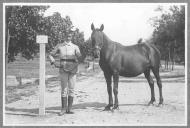 Tratador com cavalo de cor escura, identificado com o número 20.