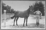 Tratador com cavalo de cor escura, identificado com o número 73.